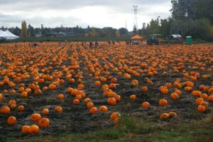 Thanksgiving Weekend in Victoria
