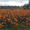 Thanksgiving Weekend in Victoria