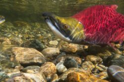 Visit This Town in British Columbia For One of the Largest Sockeye Salmon Runs in North America