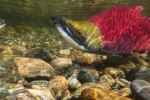 Visit This Town in British Columbia For One of the Largest Sockeye Salmon Runs in North America