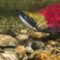 Visit This Town in British Columbia For One of the Largest Sockeye Salmon Runs in North America