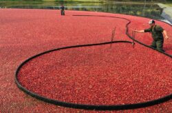 2026 Cranberry Plunge: Dive into Fall at Riverside Cranberry Farm in Metro Vancouver