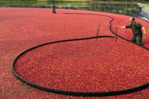 2026 Cranberry Plunge: Dive into Fall at Riverside Cranberry Farm in Metro Vancouver