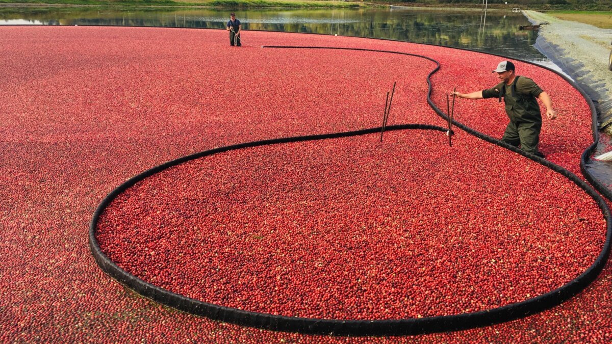 2024 Cranberry Plunge Dive into Fall at Riverside Cranberry Farm in