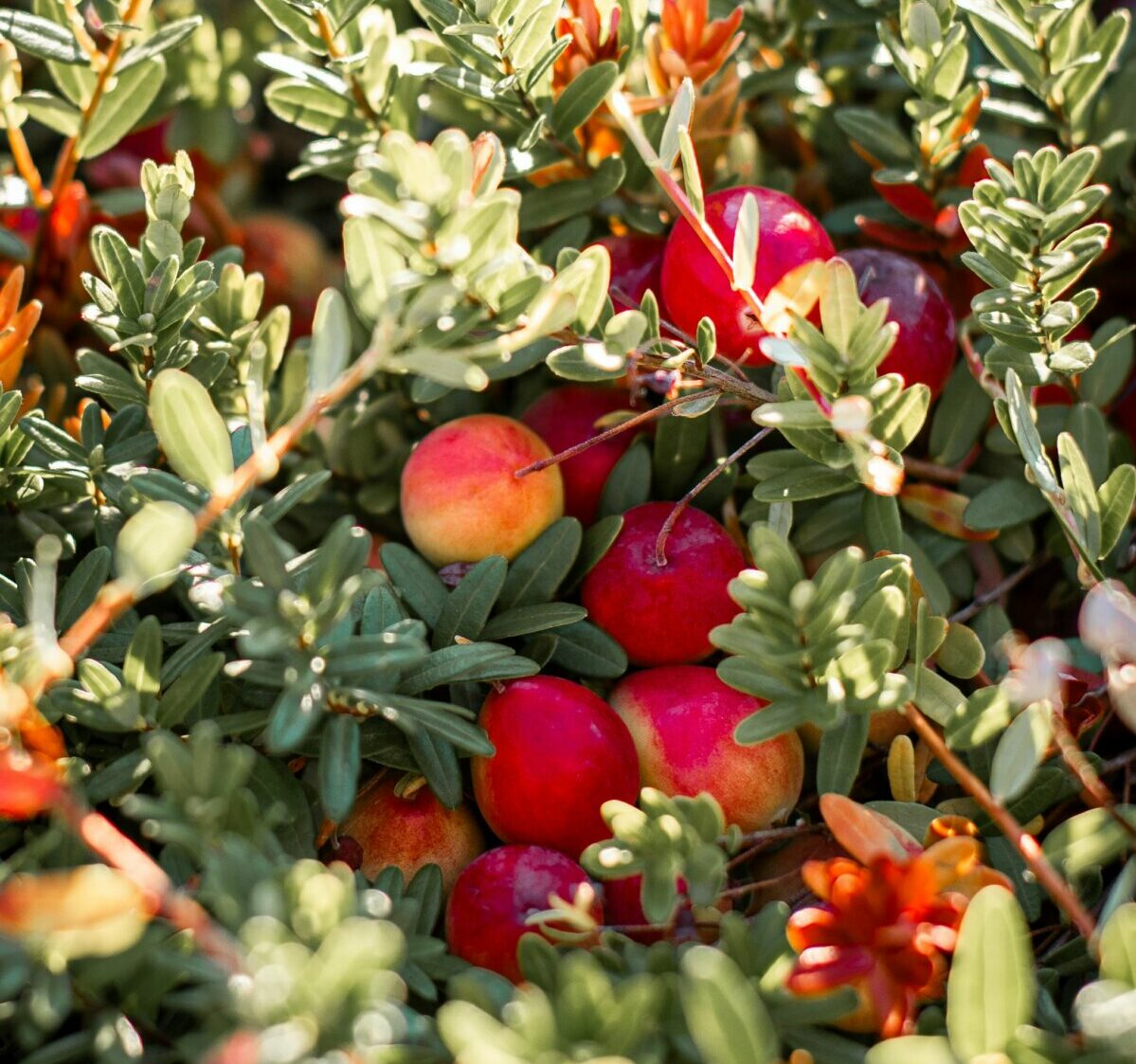2024 Cranberry Plunge Dive into Fall at Riverside Cranberry Farm in