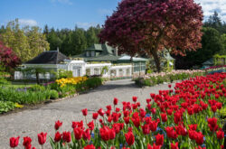 Spring Season at Butchart Gardens: Magnolias to Tulips With Easter Egg Hunts and Mother's Day Celebrations