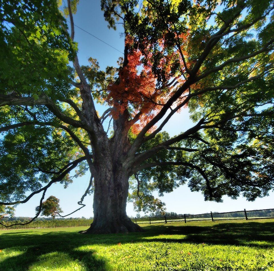 Fall Day Trip From Southern Ontario The Comfort Maple Canada's