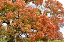 Canada’s Oldest Sugar Maple Tree: Why Pelham’s Comfort Maple Is Worth a Fall Wine Country Detour