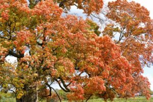 The Comfort Maple - Canada's Oldest Sugar Maple Tree