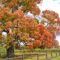 The Comfort Maple - Canada's Oldest Sugar Maple Tree