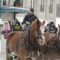 6 Places to go on Sleigh Rides in Winnipeg
