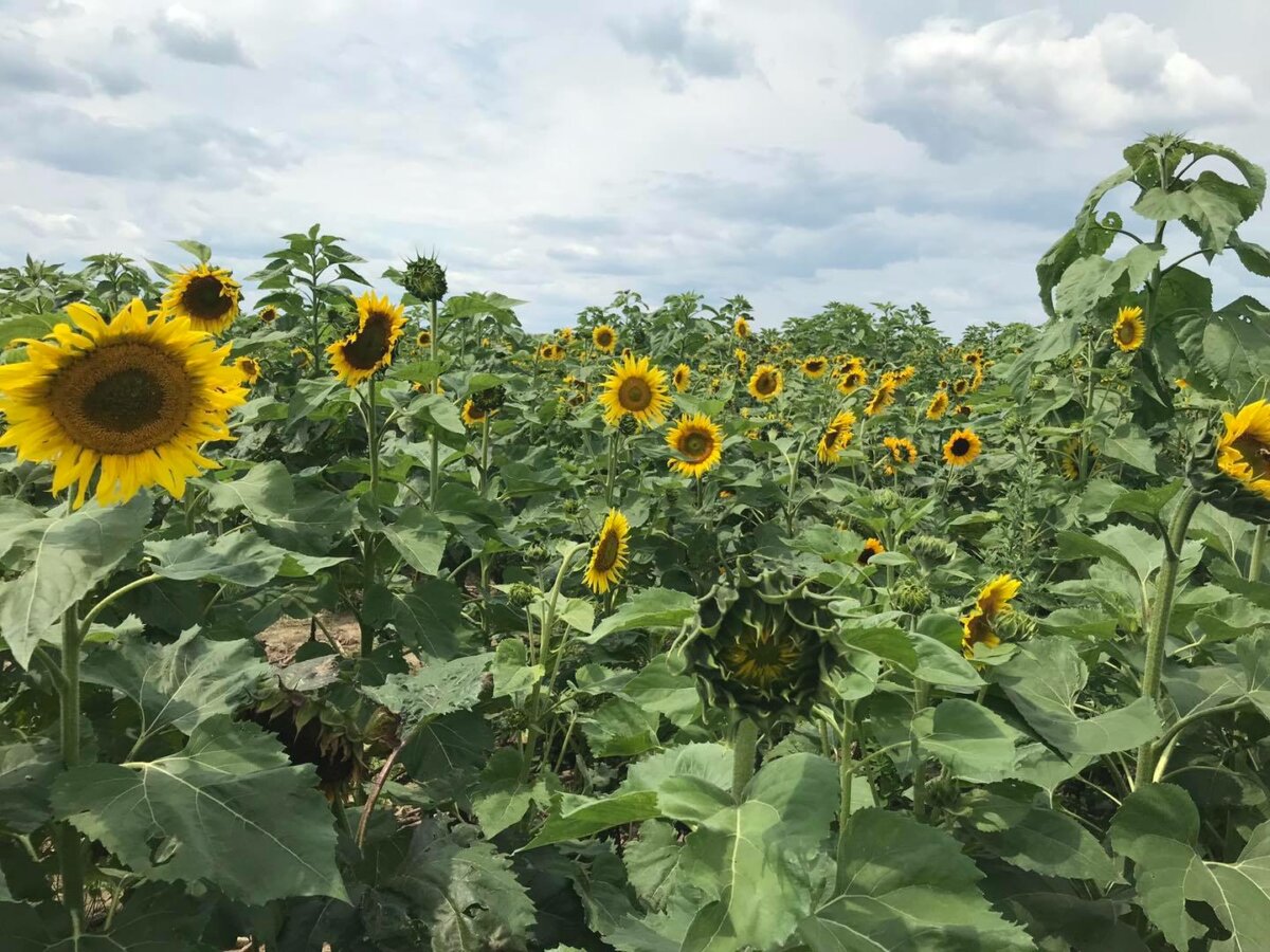 The Hanes Sunflower & Corn Maze