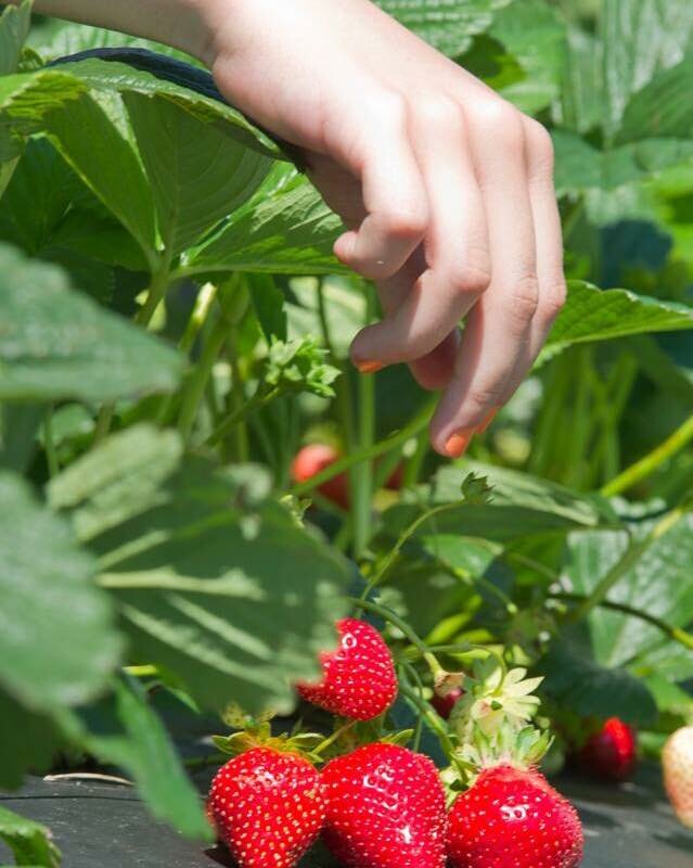 Berry and Vegetable UPick Farms Near Calgary