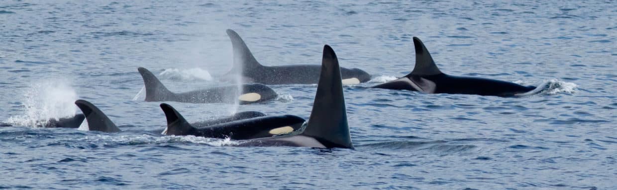 Photo Credit: Prince of Whales Whale Watching and Marine Adventures