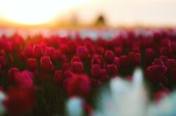 Things to Do to Celebrate 2026 Mother's Day in Ottawa