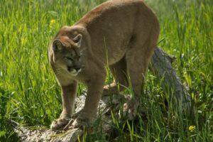 Things to Do with Kids in Kamloops