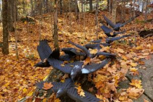 Top Fall Colour Adventures in Haliburton