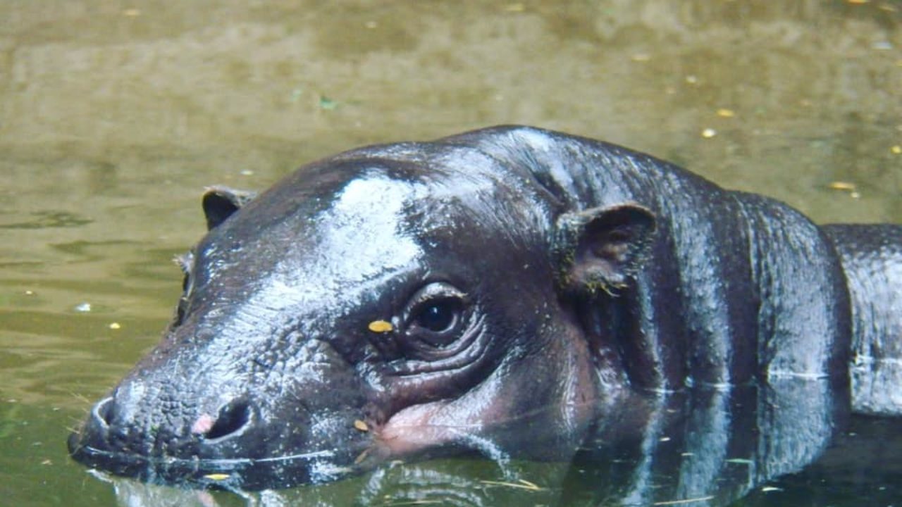 Visit Adorable Canadian Zoo Animals Online To Do Canada