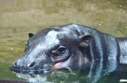 Visit Adorable Canadian Zoo Animals Online