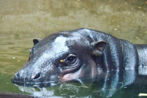 Visit Adorable Canadian Zoo Animals Online