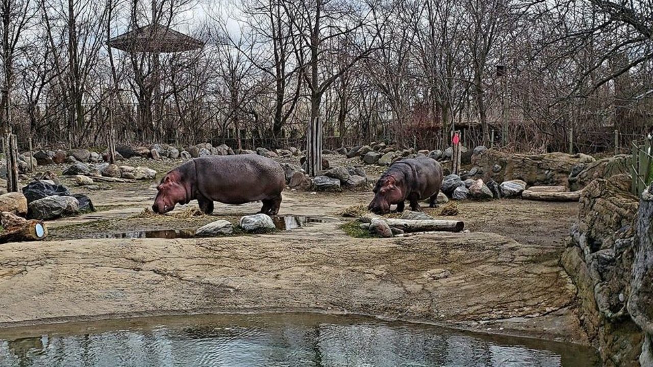 Toronto Zoo Safari Drive Thru is Opening on May 23, 2020 | To Do Canada Toronto Zoo Safari Drive Thru is Opening on May 23, 2020 | To Do Canada