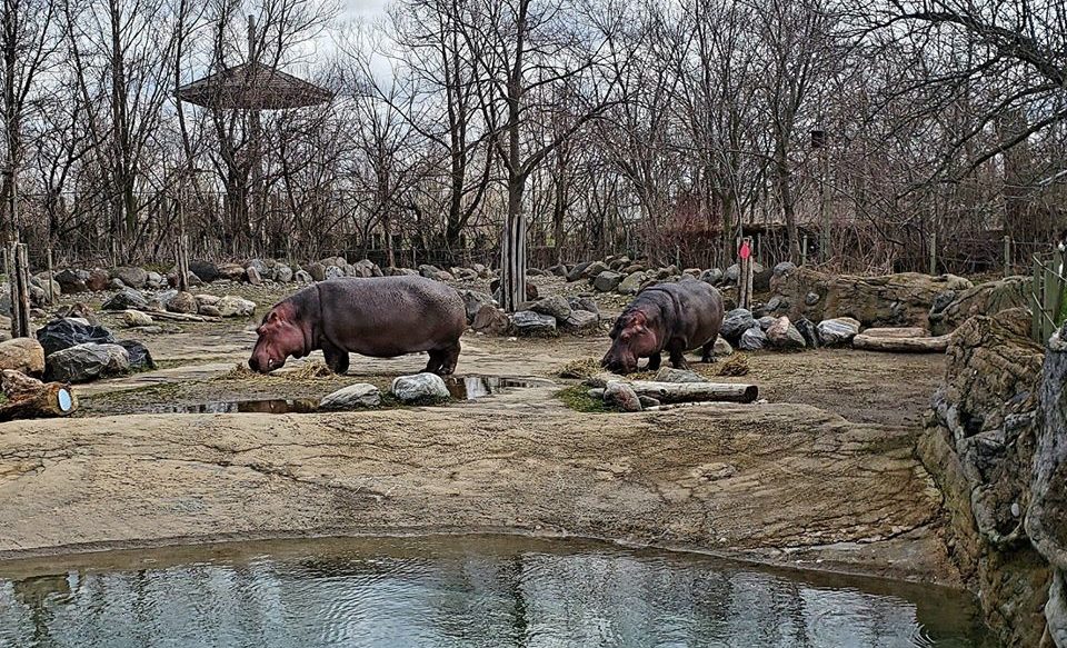 The Toronto Zoo