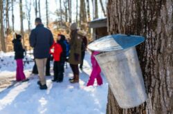 15 Maple Syrup Festivals & Experiences in Greater Toronto Hamilton Area - 2026