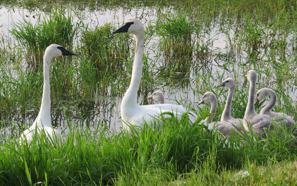 Trumpeter Swans