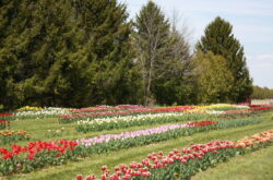 Hat Trick Farms: Pick Your Own Tulips at This Tulip Farm in Southwestern Ontario