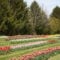 Hat Trick Farms: Pick Your Own Tulips at This Tulip Farm in Southwestern Ontario