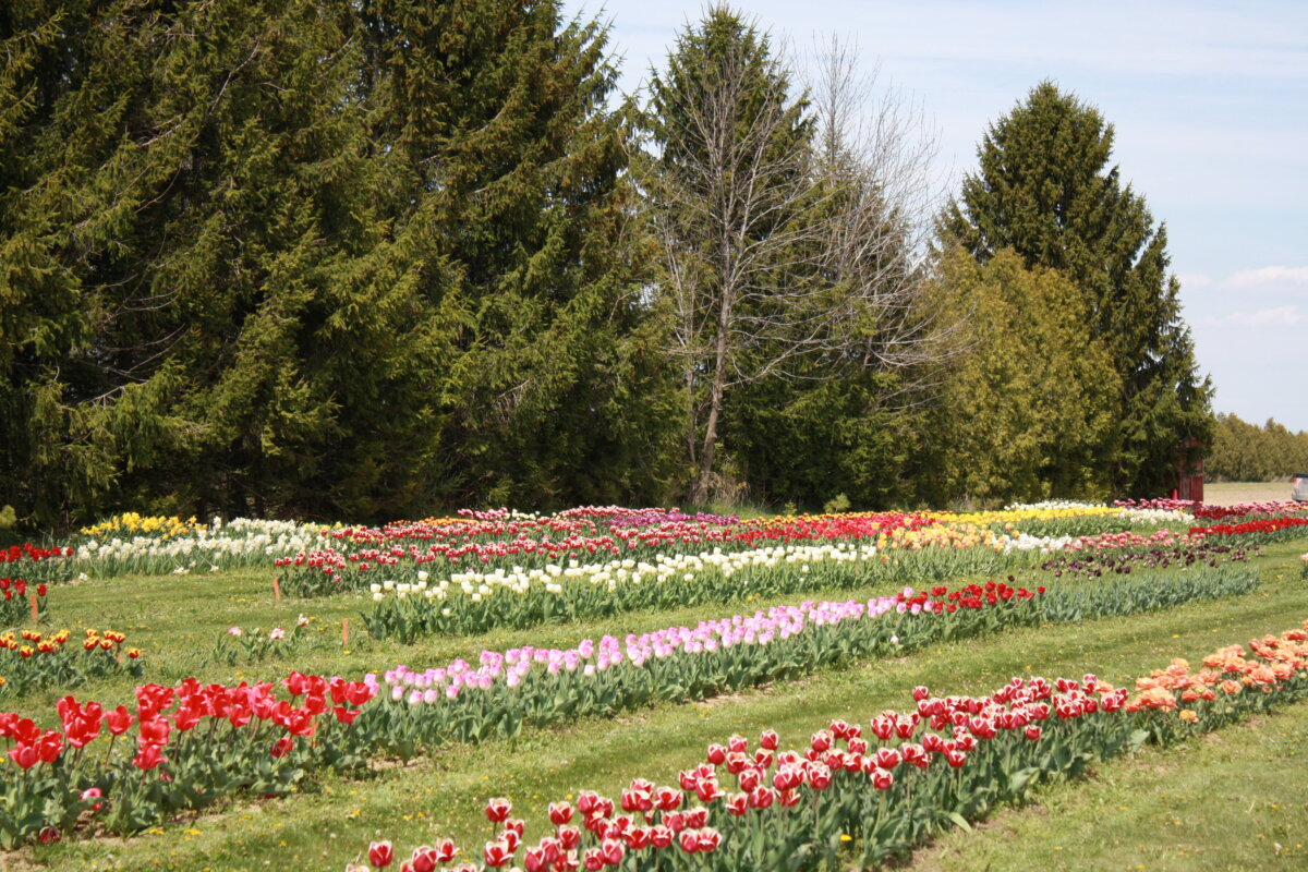 Hat Trick Farms Pick Your Own Tulips at This 2 Acre Tulip Farm in