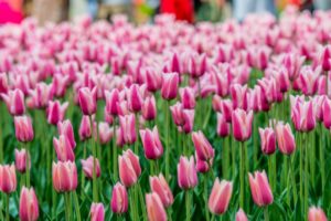 2026 Victoria Day - May Long Weekend Activities & Events in Ottawa