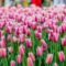 2026 Victoria Day - May Long Weekend Activities & Events in Ottawa