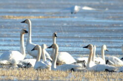 Frank Lake: See Hundreds of Swans During Spring Near Calgary