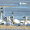 Frank Lake: See Hundreds of Swans During Spring Near Calgary