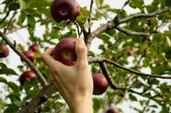Orchards to Go Apple Picking in Ottawa