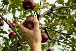 Orchards to Go Apple Picking in Ottawa