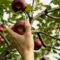 Orchards to Go Apple Picking in Ottawa