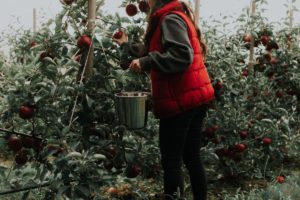 U-Picks Apple Orchards in Nova Scotia