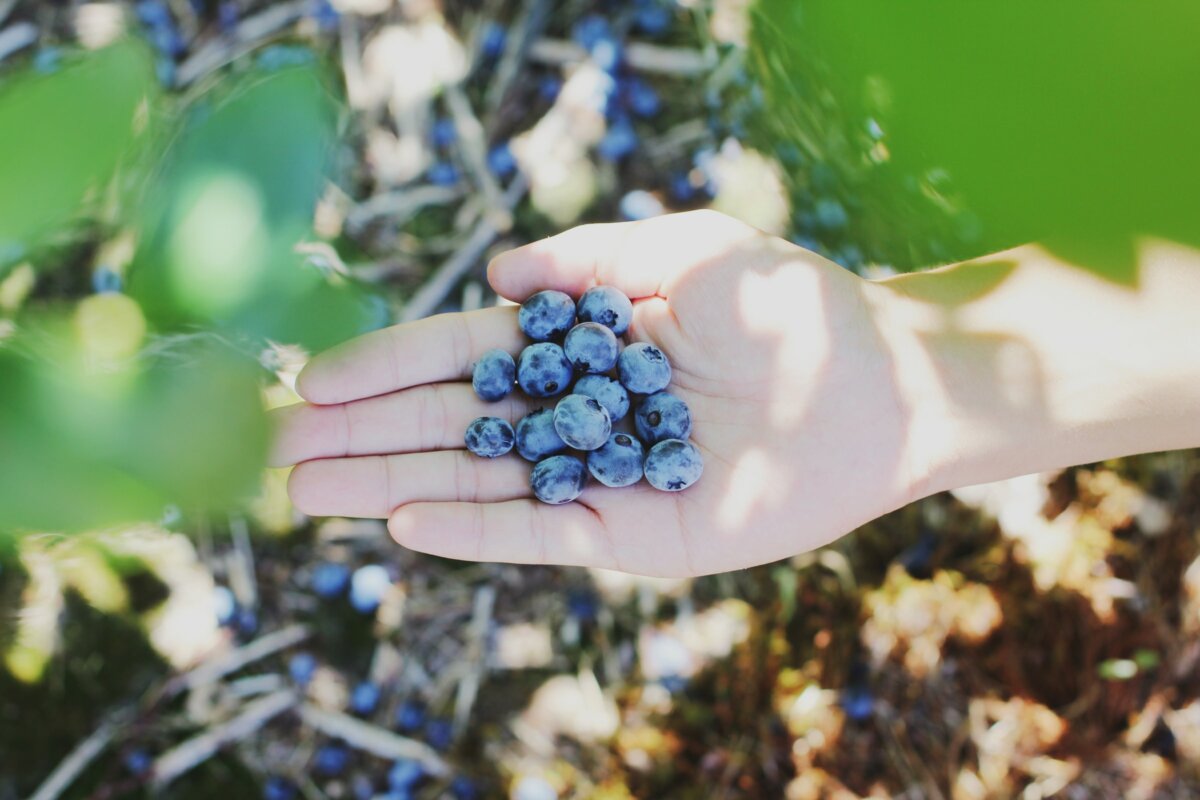 UPick Berry and Vegetable Farms In and Around Edmonton