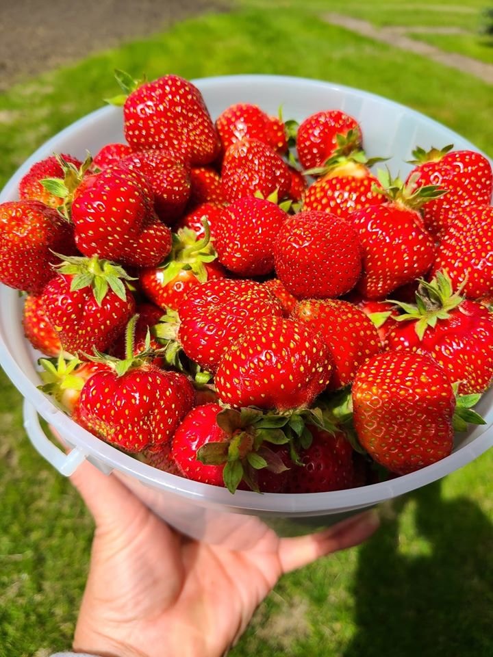 UPick Strawberries at Prairie Gardens