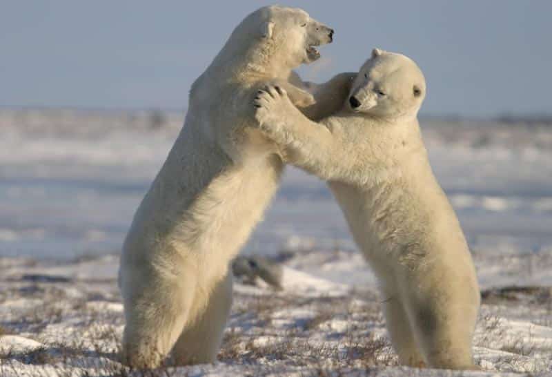 Photo Credit: Lazy Bear Expeditions