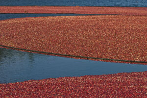 Upper Canada Cranberries: Visit This Cranberry Farm in Ottawa This Fall