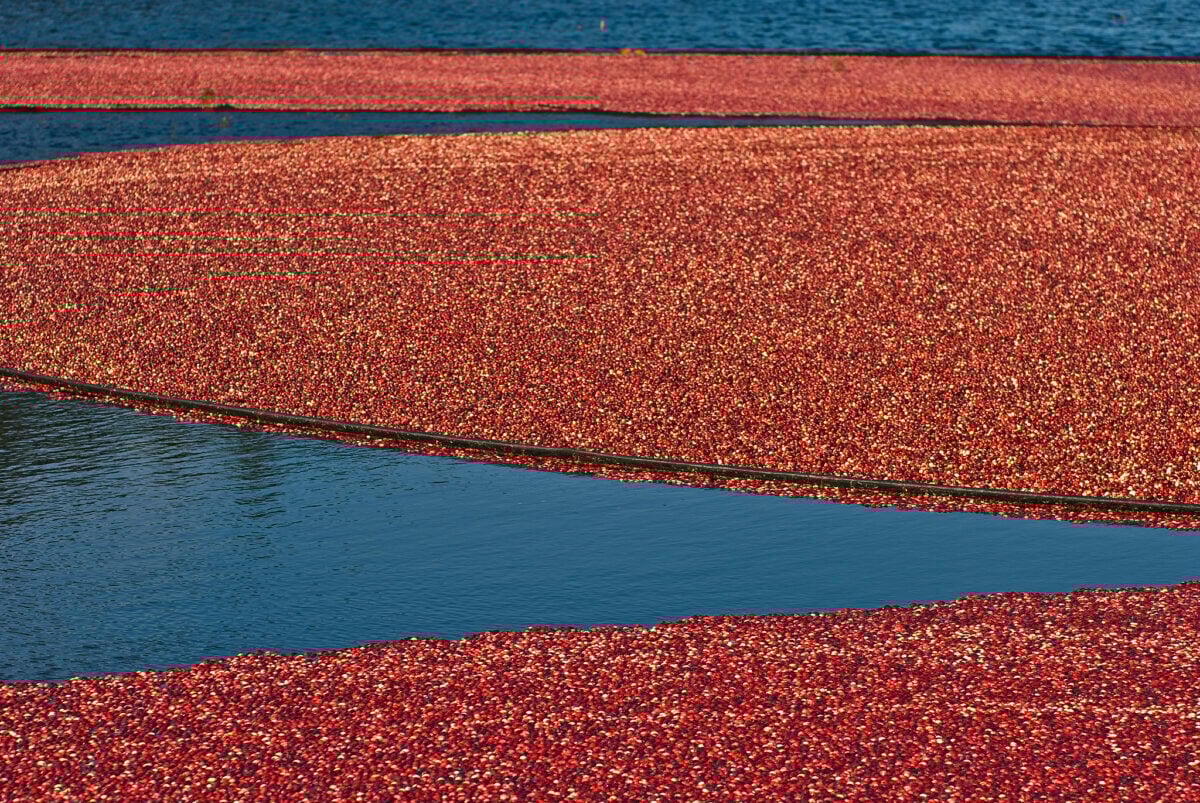 Upper Canada Cranberries Visit This Cranberry Farm in Ottawa This Fall