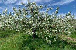 U-Pick Apple Orchards in New Brunswick