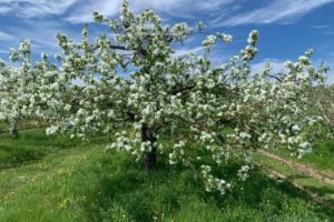 U-Pick Apple Orchards in New Brunswick