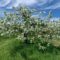 U-Pick Apple Orchards in New Brunswick
