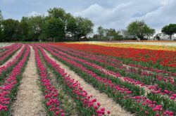 Vankleek Hill Tulip Fields: Pick Your Own Tulips at This Adventure Farm Near Ottawa