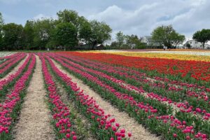 Vankleek Hill Tulip Fields: Pick Your Own Tulips at This Adventure Farm Near Ottawa