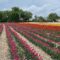 Vankleek Hill Tulip Fields: Pick Your Own Tulips at This Adventure Farm Near Ottawa